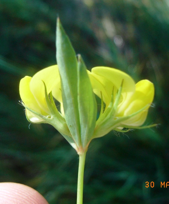 Lotus corniculatus